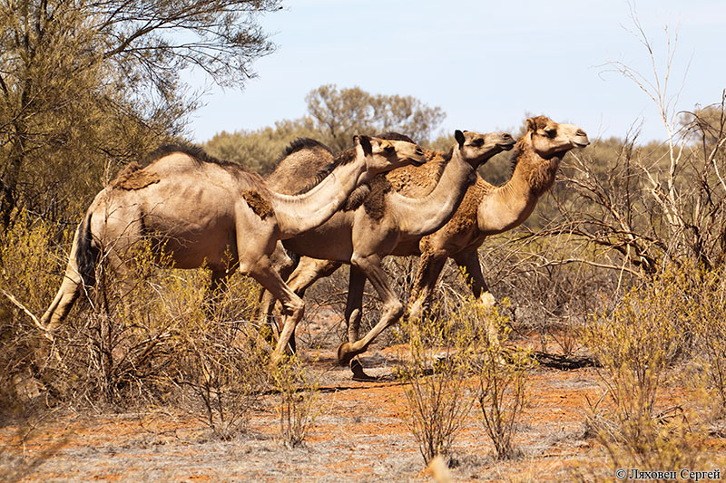 Одногорбые верблюды Австралии