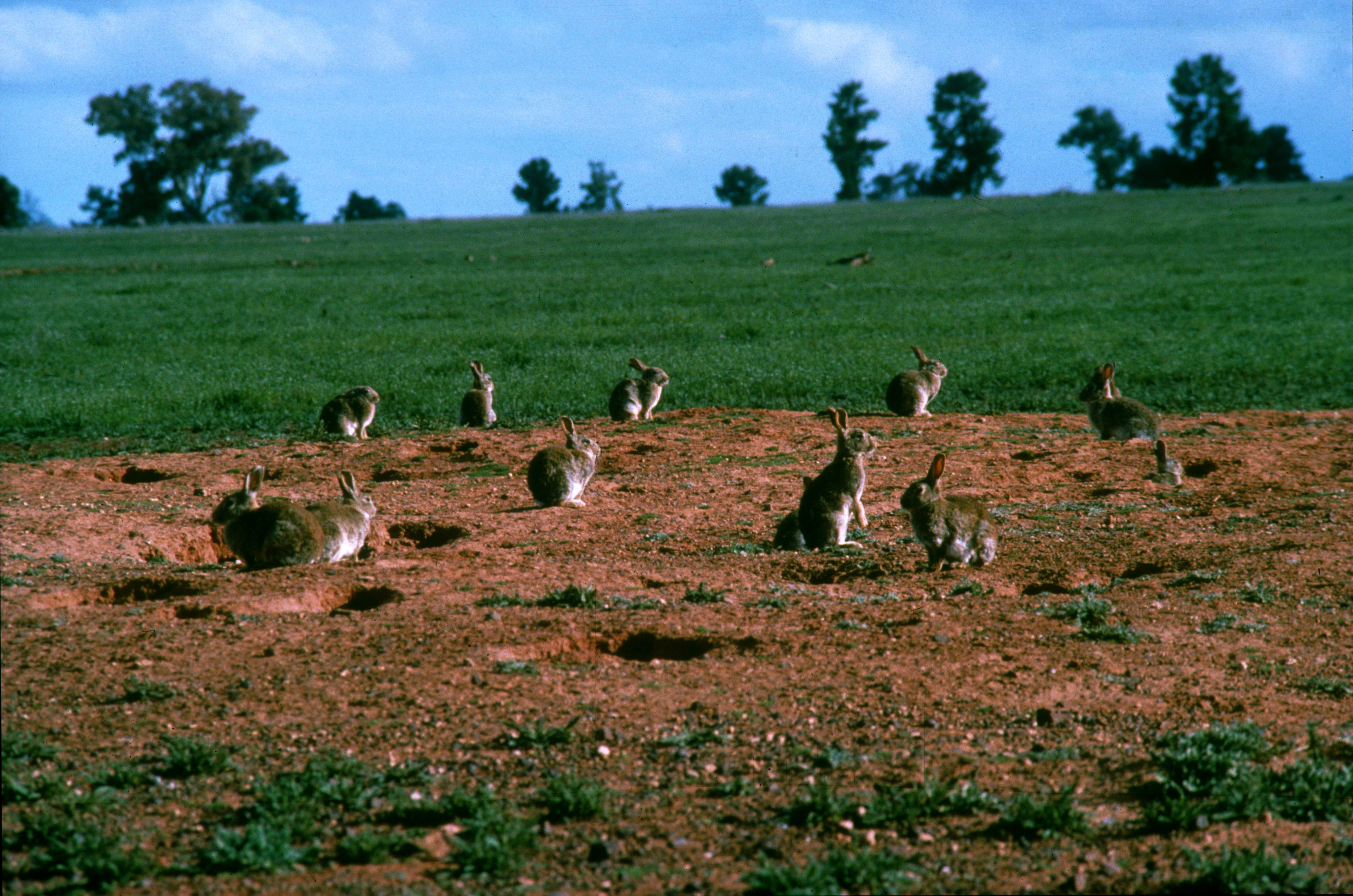 Австралия нашествие. Кролики в Австралии Нашествие. Дикие кролики в Австралии. Интродукция кроликов в Австралию. Одичавшие кролики в Австралии.